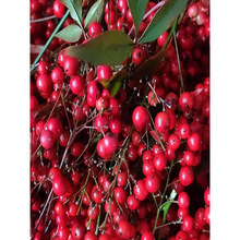 易播种南天竺当年新种子红火焰南天竹南天红红叶竹红天竹多年生籽