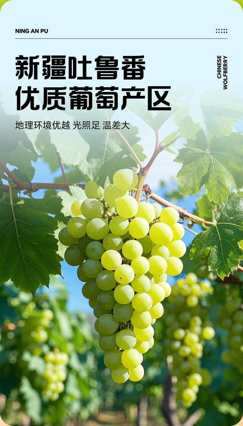 Ninganbao Xinjiang Turpan Green Raisins Dried Grapes 500g Dried Fruit Snack overview