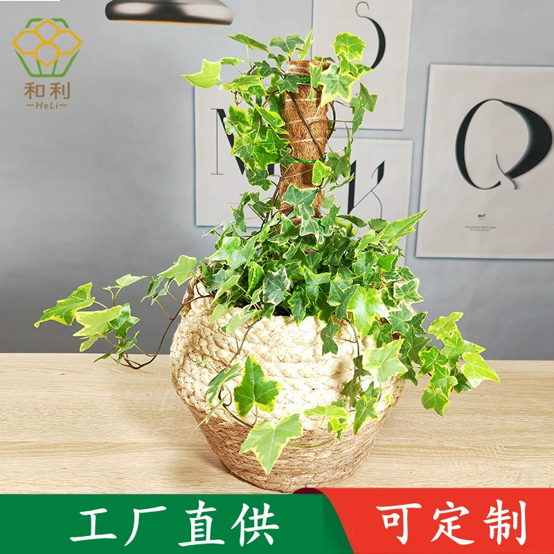 Кастомизированная палочка из кокосовой пальмы, палочка для плюща, колонна для плюща, комнатная горшечная колонна из мха, палочка для монстеры, палка для вьющихся растений.