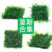 aquarium aquatic plants aquascape mesh moss big鱼缸水草植物1