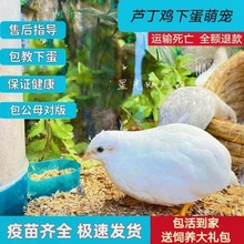 �J�������u�����µ��R���u�W�tɫϵ�ɫ׃����ϵ�Y���^�p�u����վ