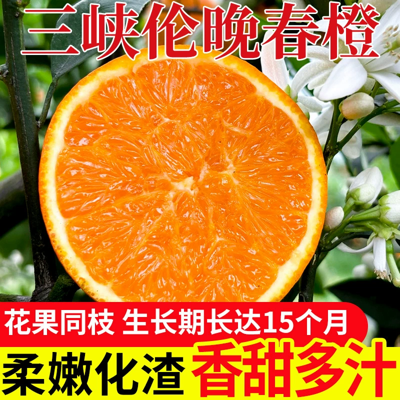 Оранжевые плоды позднего весеннего урожая, раннеспелые апельсики Зигуйчжун из Трех ущелий, сезонные крупные свежие апельсины, сладкие апельсины, очищенные вручную, оптом и по системе дропшиппинг.