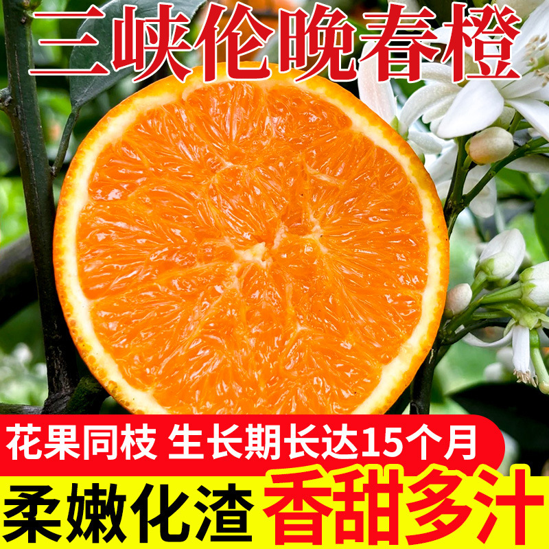 Late Spring Oranges, Early-Ripening Ziguizhao Oranges from the Three Gorges, Seasonal Large Fresh Oranges, Hand-Peeled Sweet Oranges, Wholesale and Dropshipping Late Spring Oranges, Early-Ripening Ziguizhao Oranges from the Three Gorges, Seasonal Large Fresh Oranges, Hand-Peeled Sweet Oranges, Wholesale and Dropshipping