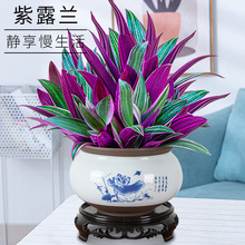 紫露兰盆栽室内花卉植物办公室客厅好养油画吊兰观叶绿植