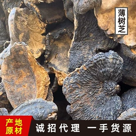 灵芝;其他药食同源;代用/养生茶