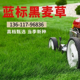 Lawn Grass Seeds American Blue Label Ryegrass Seeds Perennial Ryegrass Seeds Dwarf Pruning-Free Green Grass Seeds