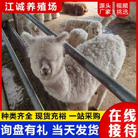 特种兽畜;特种珍禽;其他装饰摆件