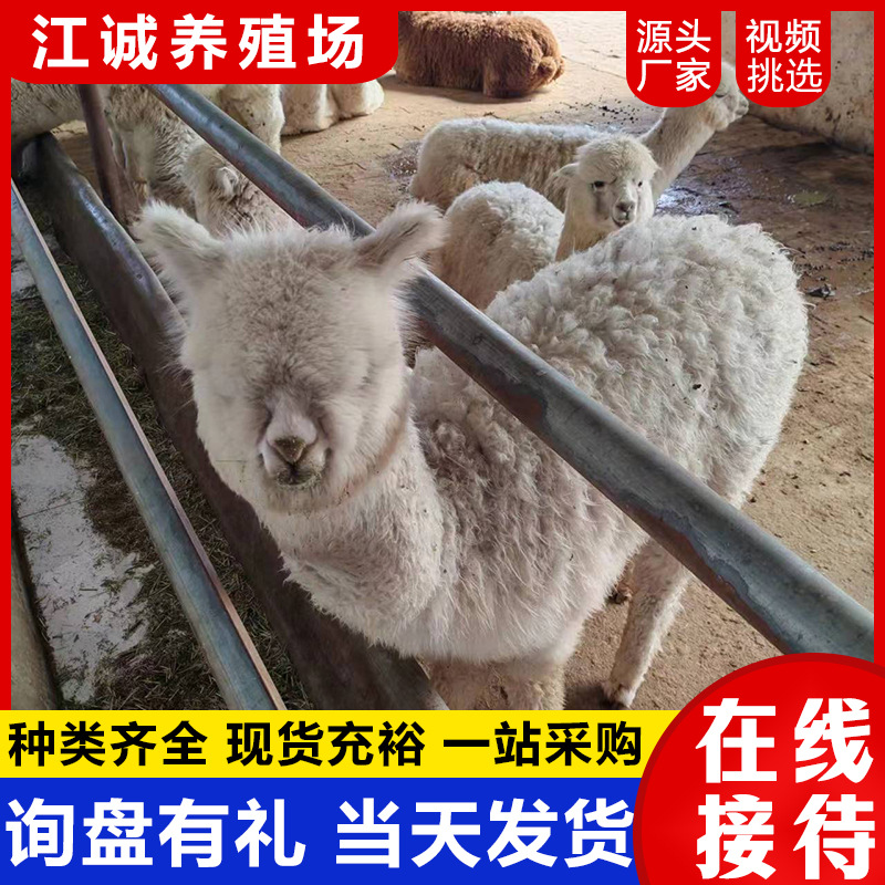 宠物乐园观赏互动羊驼萌宠活体 吐口水亲人温顺成年羊驼价格