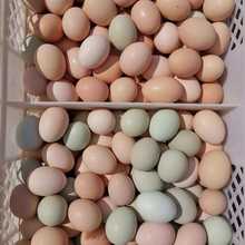 农家散养土鸡蛋新鲜绿壳乌鸡蛋混合装儿童孕妇营养蛋整箱批发批发