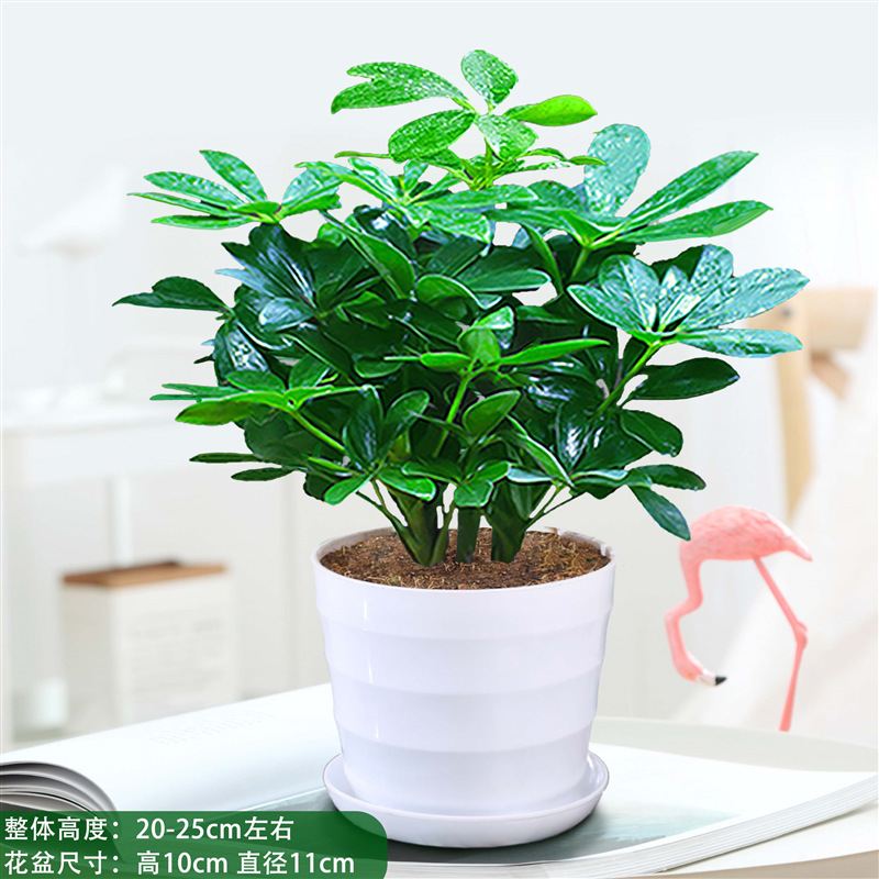 행운나무 4그루 25-30cm + 나사식 냄비 + 영양액