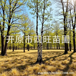 2026�����|���a�ع��� �����ט�� ����ט����Ҏ���Rȫ