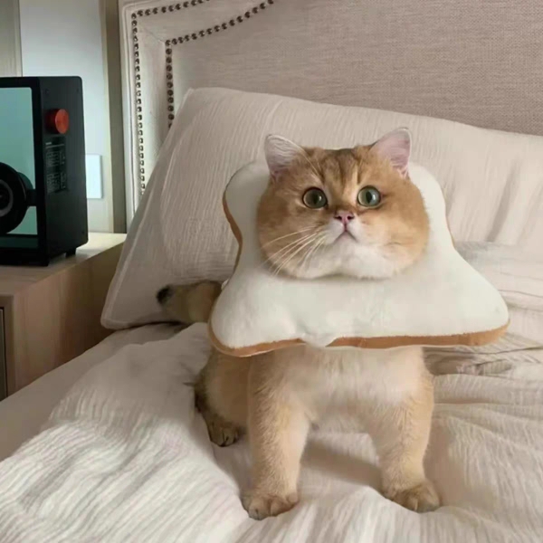 Cat Elizabeth Circle Toast Bread Dog Headgear Peach Anti-Lick Collar Cat Net Red Jewelry Photo