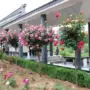 高杆四季盆栽植物月季花
