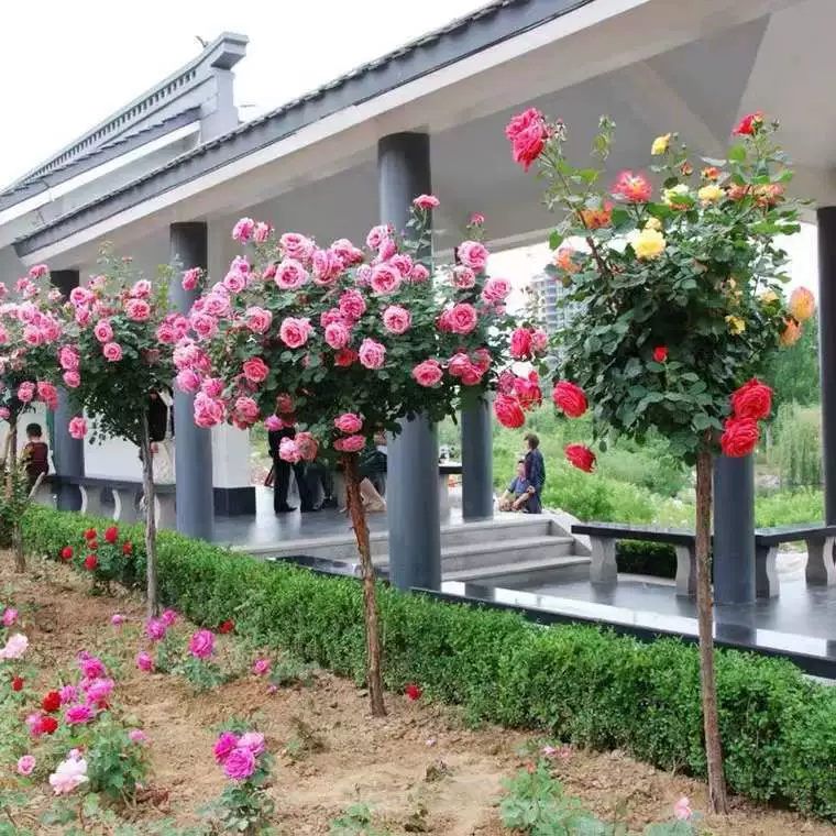 Дерево цветок розы рассада пень Роза Four Seasons открытые горшечные растения комнатное выращивание цветы зеленое растение