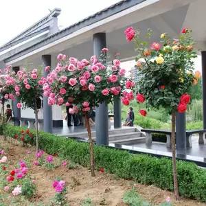 Раседленки розовых саженцев в форме деревье