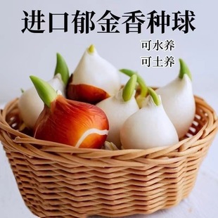 Dutch Genuine Imported Large Ball Tulip Hydroponic Bulb Flower Seeds Autumn and Winter Cold-Resistant Courtyard Outdoor Indoor Flower