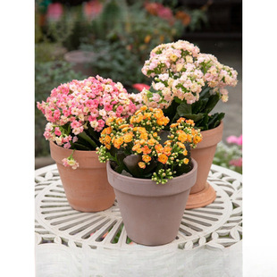Potted Longevity Flower with Double Petals, Golden Fox Large Flower with Buds, Flower Seedling, Indoor Blooming Plant That Blooms in All Seasons and Is Easy to Grow