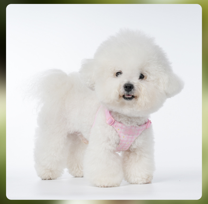 Daisy Geschirr Und Leinen Set Für Hunde Und Bichon Frise_voghion.com