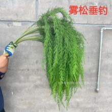 ����Gֲ�Fڡ�����ֲ��ڒ왻���Ƶ��c�쾰�b���پGֲ���l