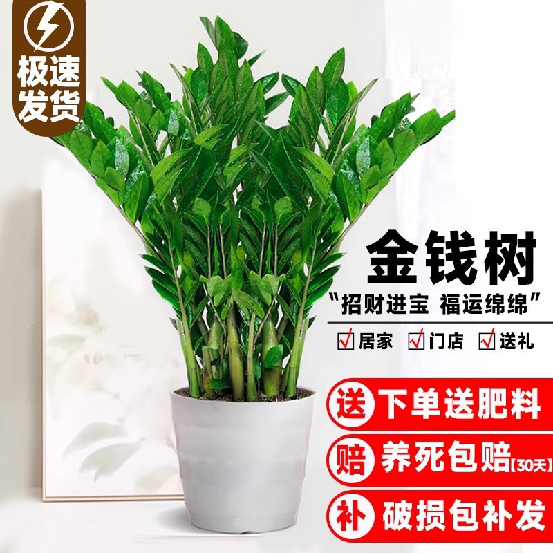 Money Tree Potted Green Plant Indoor Living Room Easy-To-Care-For Flower Office Fortune Tree Large Flower Pot Money String Flower