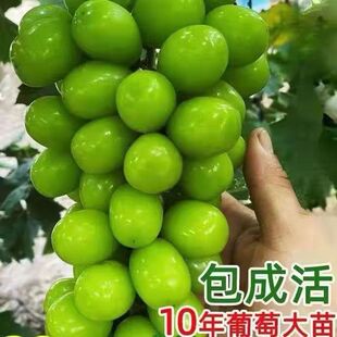 �޷�ꖹ�õ�������������ϱ����ͺ����ј��m�o���ļ��NֲԺ����