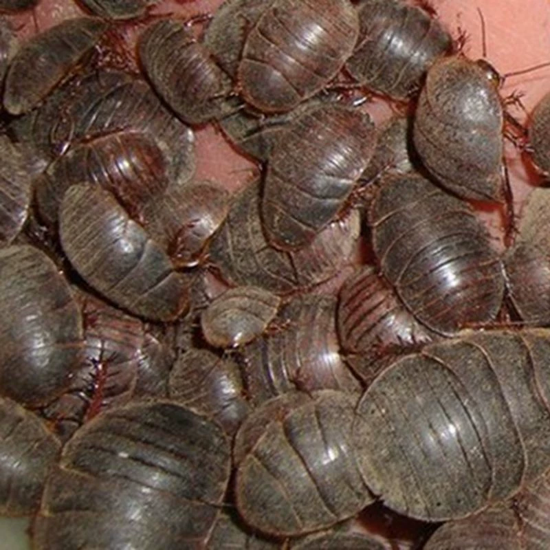 Живые дождевые черви, живые дождевые черви, используемые в качестве лекарственных трав, живые дождевые черви, взятые на открытом воздухе, для разведения, живые насекомые для лечения шеи, плеч, талии и ног.