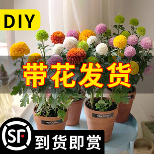 Table Tennis Ji Small Chrysanthemum Potted Large Seedlings Florals and Green Plants Balcony Courtyard Indoor and Outdoor Four-Season Flowering Margaret