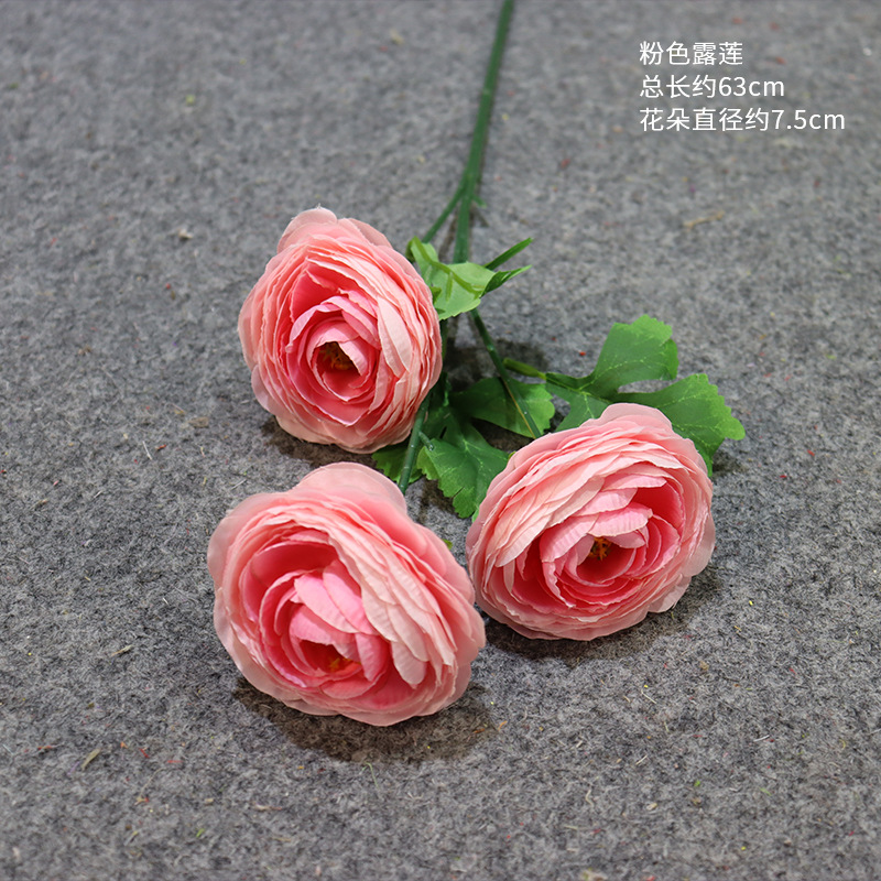 분홍색 연꽃