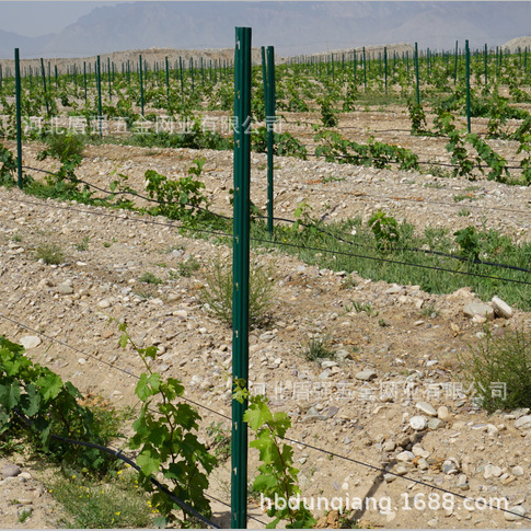 山东省荣成市金属梅花型葡萄立柱葡萄架猕猴桃立柱防鸟网立柱