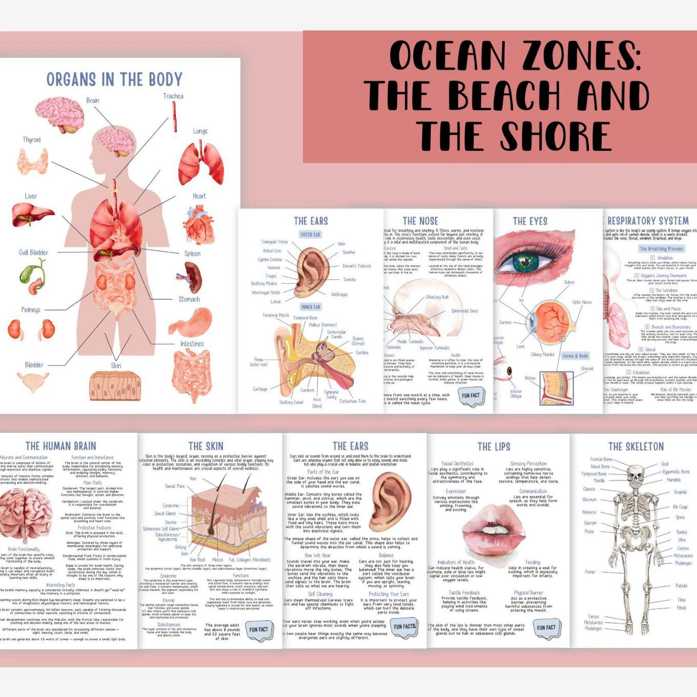 Physiological copybook for students, teaching skeleton, anatomy, human body structure, muscular organs