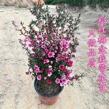 �����ɼt÷����ѩ÷�ͺ�ֲ�����Ժ��B����ɫ÷�D÷ͥԺ�̨����