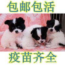 蝴蝶犬忠诚黑白小狗狗宠物狗小型犬狐狸犬小花狗可爱超萌家养便宜