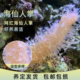 Sea Cactus, Sea Tank, Sea Creatures, Sea Gills, Pets, Algae Removal, Cleaning, Marine Creatures, Ornamental Fish, Landscaping, Sea Fairy