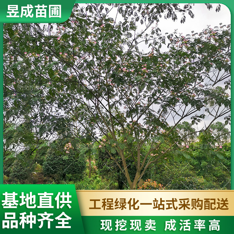 合欢树苗湖南基地直供南北方庭院别墅园林景观绿化植物合欢树苗