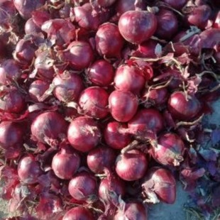 ���[�S�ң�ֱ�N �����l����5-9cm�t���[���S���[�����
