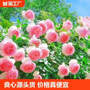 Rose Flower Seedlings 1.6m Large Seedlings Rose Vine Rose Flower Climbing Plant Flower Potted Rose Tina Large Flower