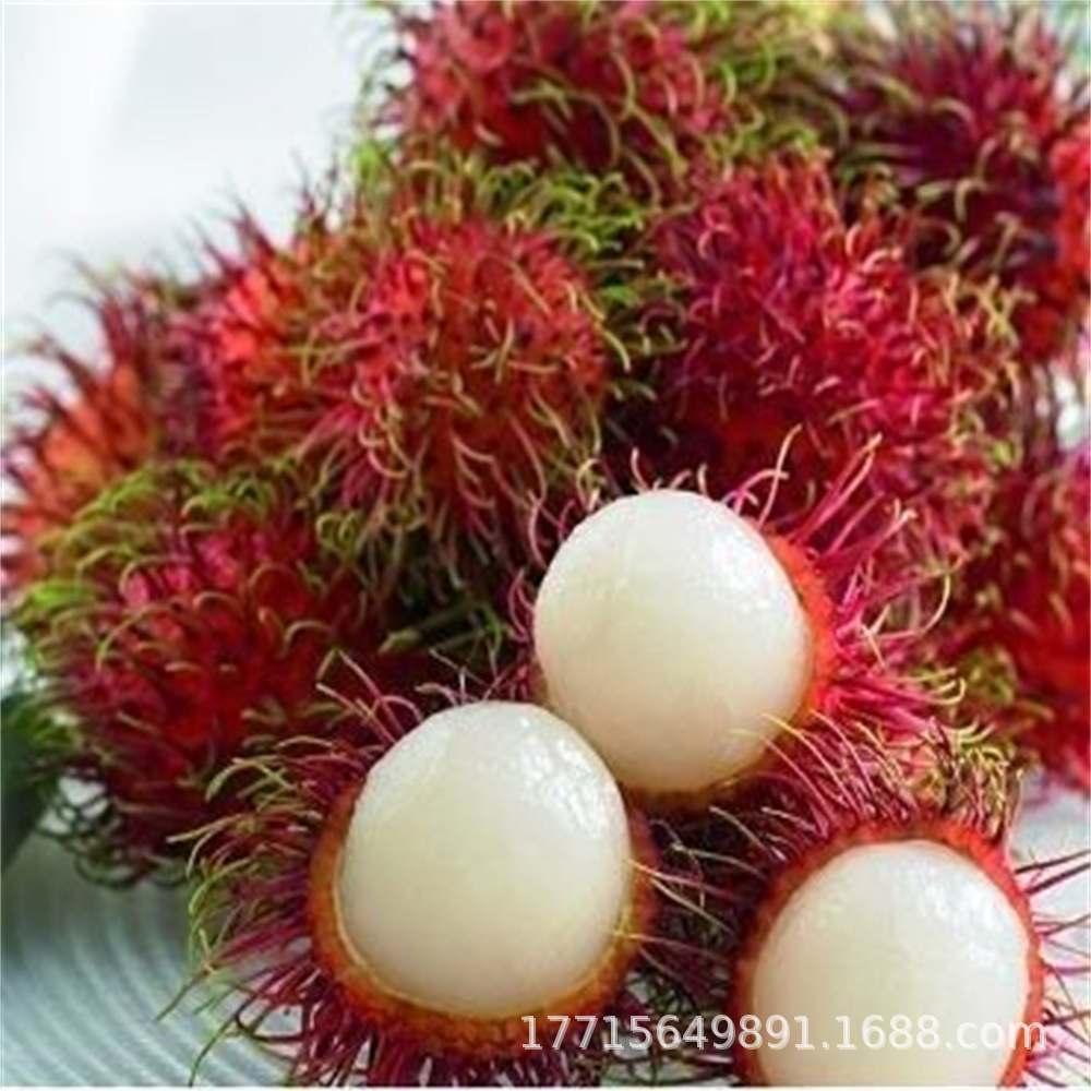 批发泰国红毛丹树苗黄毛荔枝毛龙眼小苗盆栽南北方四季当年结果