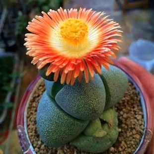 The Shape of the Imperial Jade Succulent Gold Ingot Means That the Wealth Is Prosperous and the Apricot Family Is a Novel Flowering Succulent Plant