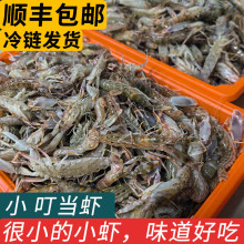 十里馋舟山东海海捕叮当虾新鲜冷冻夹板虾小海鲜鼓虾嘎巴虾狗虾海