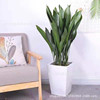 One -leaf orchid potted Frozen Four Seasons Evergreen Room Living Room Observation Plants Green Plant Basin Room indoor Yin Yin Flower