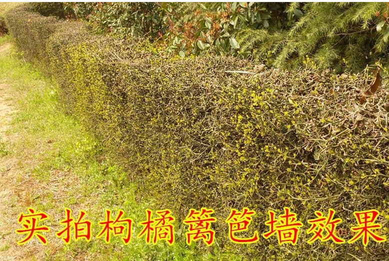 新采枸橘种子枳壳种子枸桔红橘橘子柑橘香橙脐橙籽嫁接砧木树种子-阿里巴巴