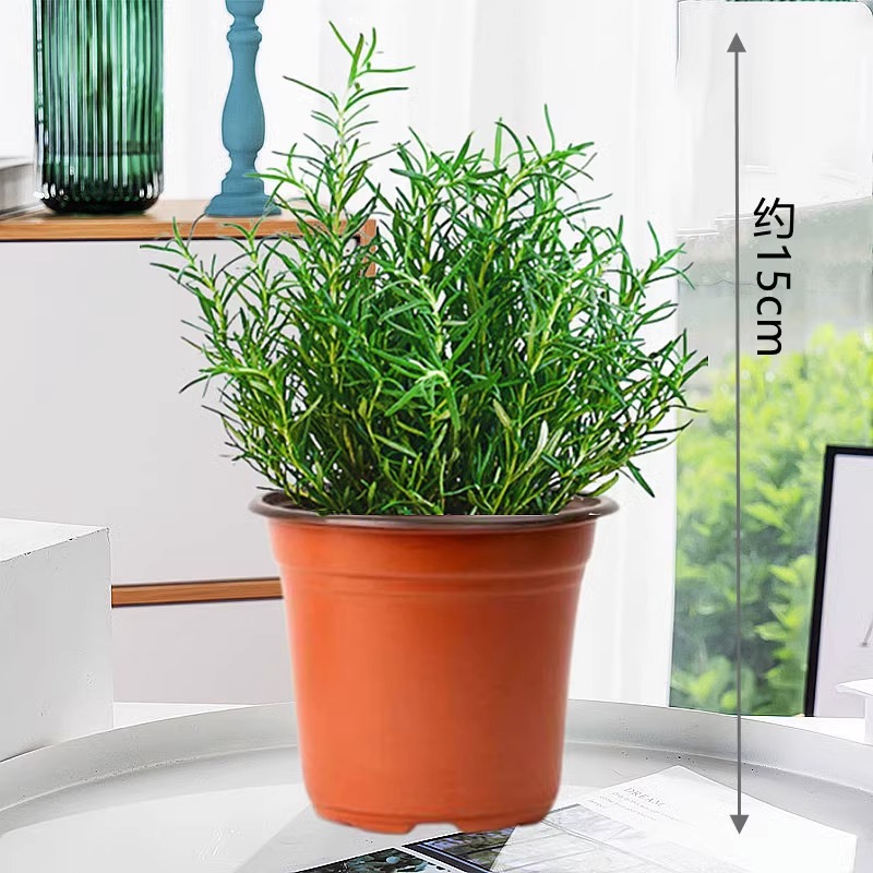 [특산품] 식용등급 로즈마리 중모종(오리지널 흙냄비) + 영양액