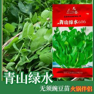 �o��㶹��N�Ѽ�ѿ����ļ�ѿ����r�۟o�����㶹��ˮ���ѿ��