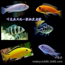 热带观赏鱼批发三湖鲷鱼非洲王子篮斑马布隆迪六间