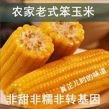 新鮮玉米棒傳統老玉米棒黃笨玉米非甜非糯真空即食餐廠家直銷跨境