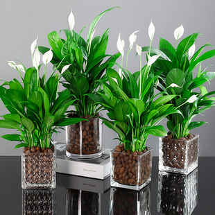 White Palm Potted Plants Have Smooth Sailing, Hydroponic Plants Are Easy to Grow Indoors, Large Pots of Green Plants, Water-Raised Anthuriums Are Easy to Live in All Seasons
