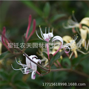 Yellow Honeysuckle Saplings, Climbing Vines, Red, Yellow and White Old Piles, Four-Season Flowering Bonsai, Courtyard Flower Pots
