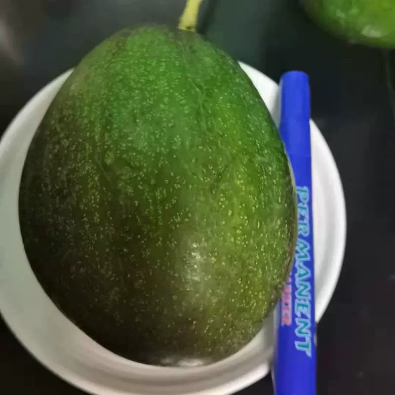 牛油果树整棵树带果新鲜水果婴儿营养辅食鳄梨孕妇水果详情咨询