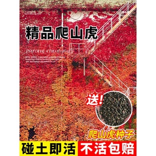 Evergreen Climbing Vine for All Seasons, Non-Leafing Courtyard Vine Plant, Five-Leaf and Three-Leaf Climbing Vine Sapling Seeds