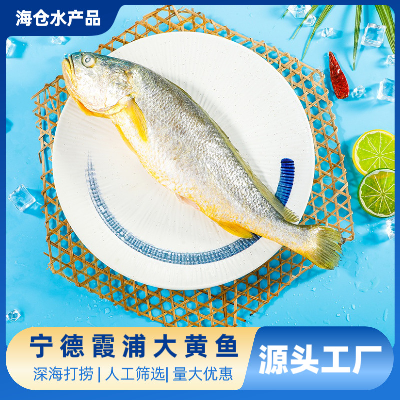 深海大黄鱼 新鲜冷冻黄鱼生鲜去腮去鳞去内脏 大黄鱼工厂整箱批发